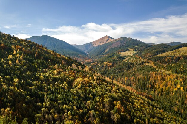 常緑​の​松の木​と​秋​の​山​の​風景​と​魔法​の​山々​の​距離​で​黄色​の​秋​の​森​の​空​撮​。