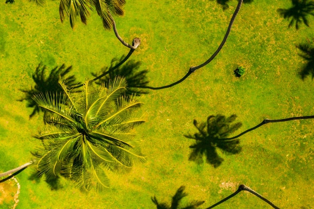Вид с воздуха на высокие пальмы Premium Фотографии