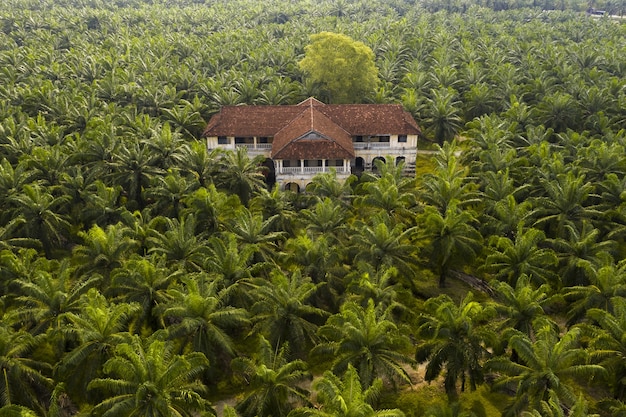東南アジアのパーム油プランテーションのヤシの木の航空写真