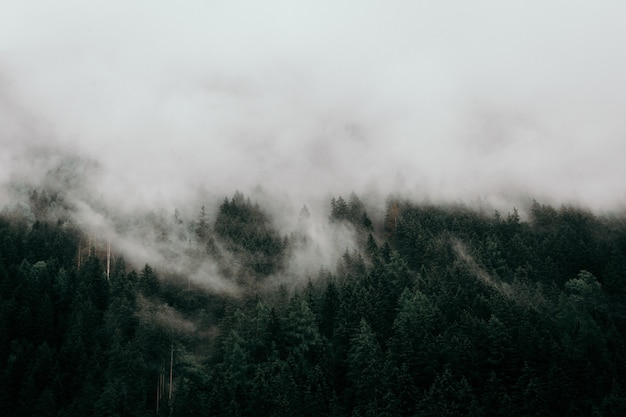 Aerial View Pine Trees