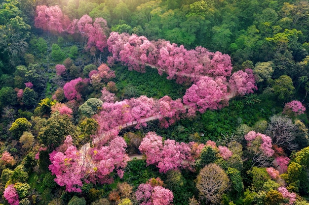 산에 분홍색 벚꽃 나무의 항공보기