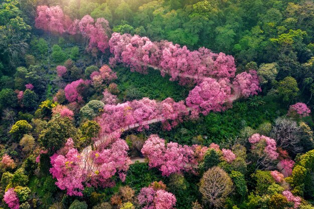 산에 분홍색 벚꽃 나무의 항공보기