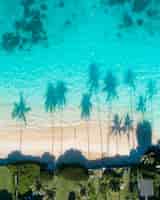 Free photo aerial view of the reflections of the palm trees in the turquoise water of the sea