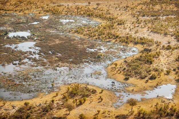 Aerial view of savannah with elephants