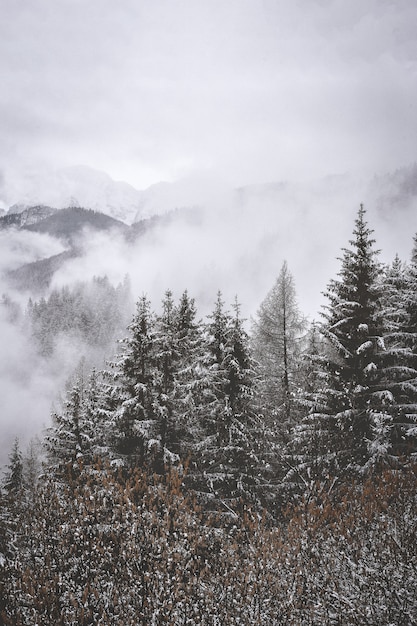 Foto gratuita vista aerea degli alberi innevati nelle montagne