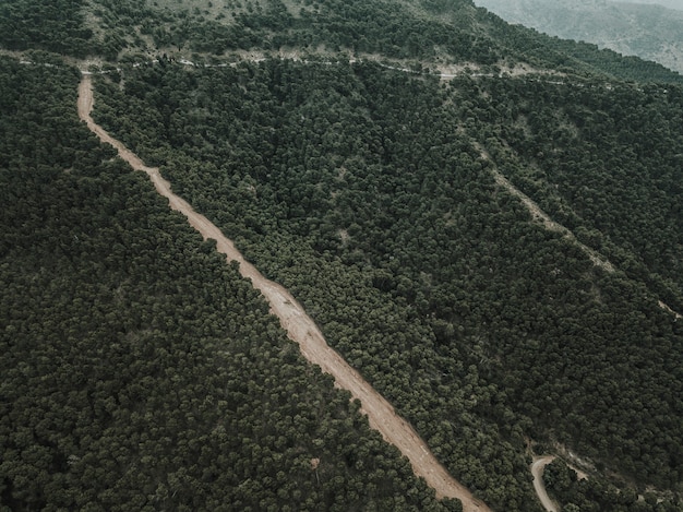 Aerial view of straight dirt road in forest landscape