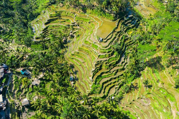 Aerial view of Terraced rice fields Bali, Indonesia