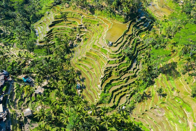 Аэрофотоснимок террасных рисовых полей Бали, Индонезия