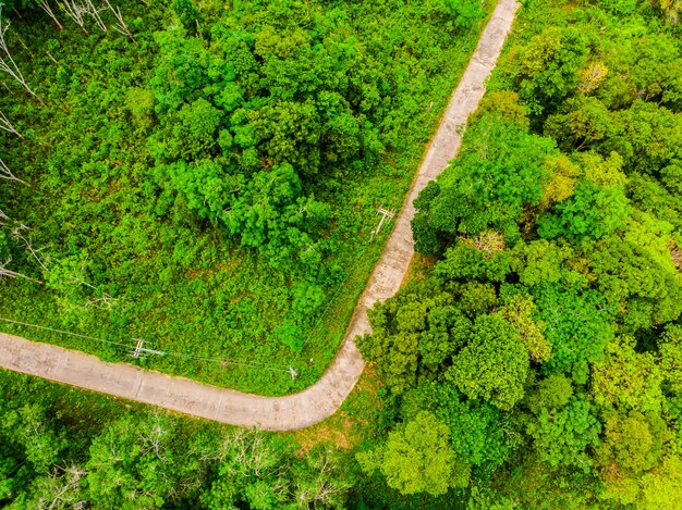 道路のある森の中の木の航空写真