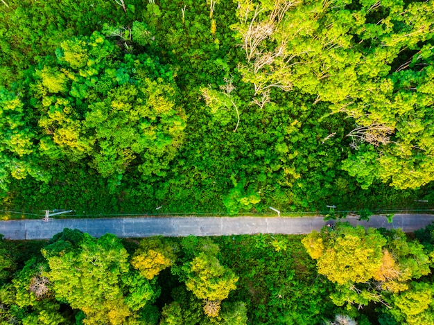 Aerial view of tree in the forest with road