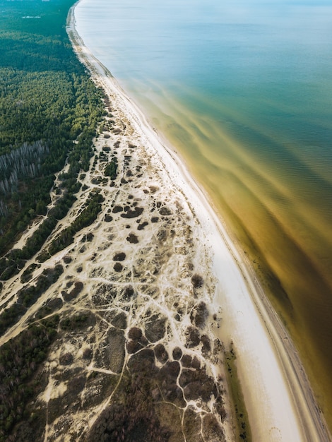 Aerial view of trees near a tranquil sea