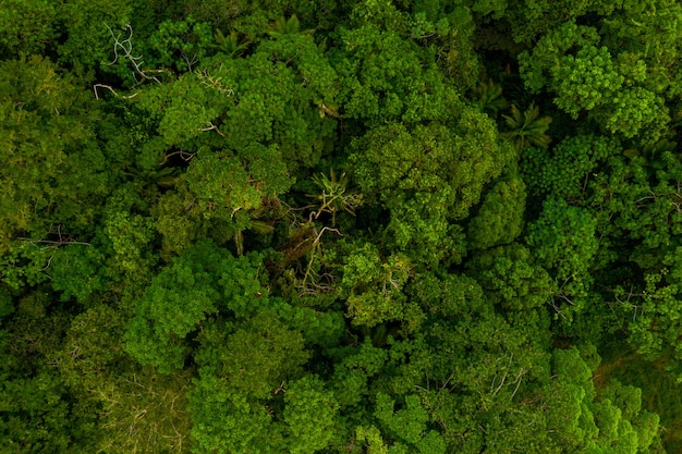 Aerial view of the vibrant green trees in the forest