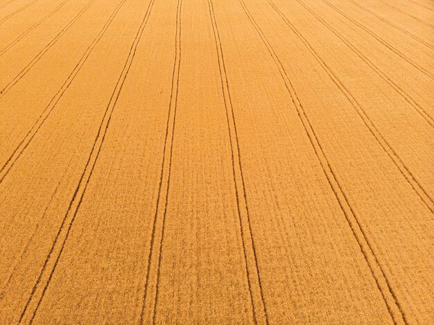 Вид с воздуха на пшеничное поле с тракторными гусеницами Ферма с дрона