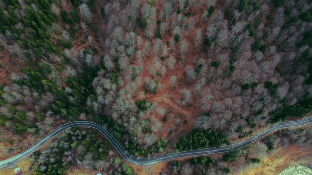 Aerial view of a winding road surrounded by greens and trees