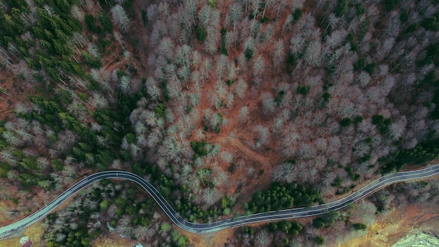 Aerial view of a winding road surrounded by greens and trees