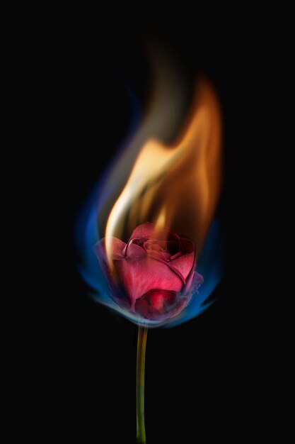 Aesthetic burning rose flower, realistic flame effect on dark background