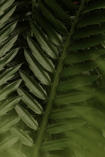 Free photo aesthetic leaf background wallpaper, tropical nature image