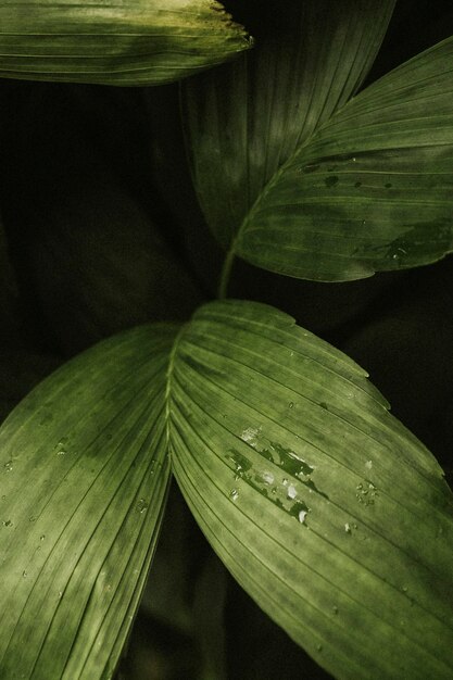 Free Photo | Aesthetic leaf background wallpaper, tropical nature image