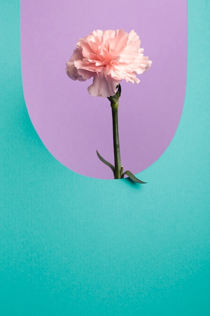 Aesthetic spring wallpaper with carnation