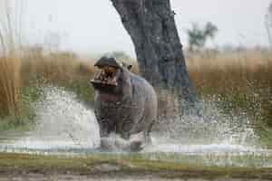 Foto gratuita africa hippopotamus amphibius