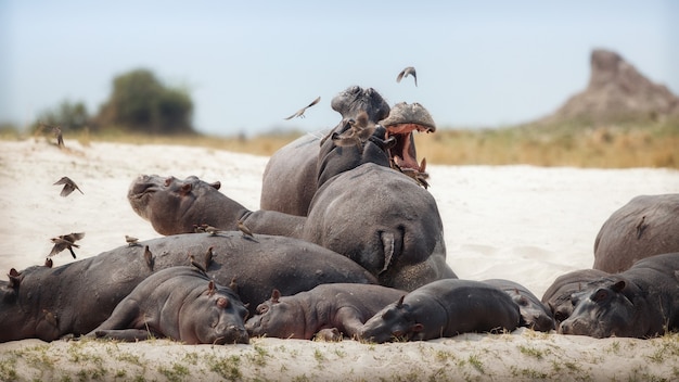 Free photo africa hippopotamus amphibius