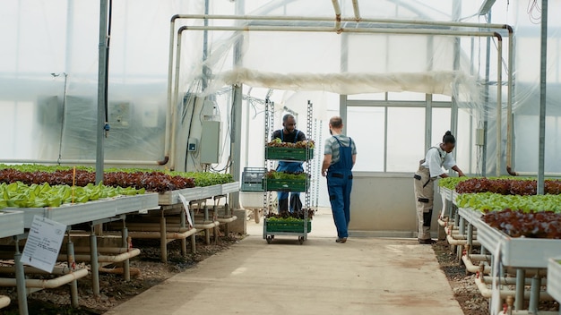 African american organic farm worker entering building while pushing rack with lettuce sprouts ready for planting. Caucasian man closing door after picker going inside with vegetables seedlings.