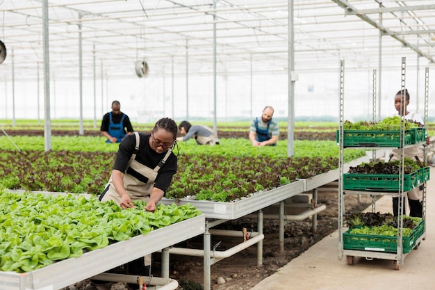 African american woman cultivating organic lettuce checking for pests in hydroponic enviroment while workers prepare crates for delivery. Greenhouse worker looking at crop doing quality control.