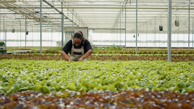 African american woman inspecting plants doing quality control in hydroponic enviroment looking at green leaves in greenhouse. Agricultural worker cultivating organic lettuce checking for pests.