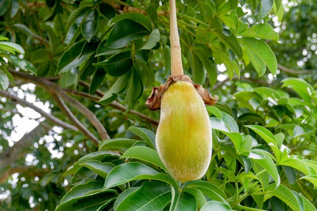 Monkey Bread Fruit African Tree - African Baobab Fruit Or Monkey Bread Stock Photo - Image ... - African baobab tree (adansonia digitata).