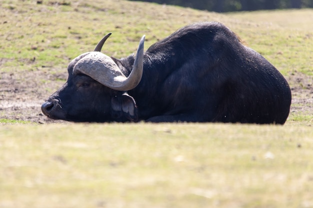 Free photo african buffalo laying on the ground in a dutch zoo