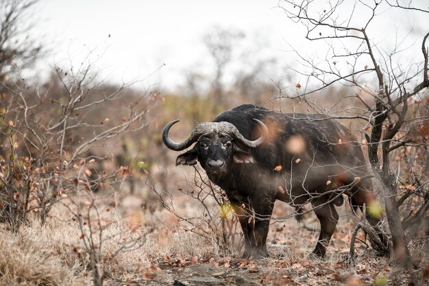 Африканский буйвол смотрит в камеру