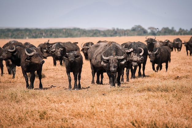 African buffalos in a dry grass field