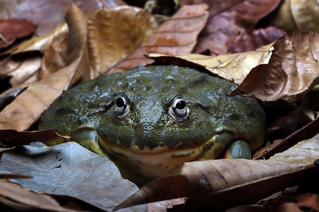 アフリカウシガエルのクローズアップ乾燥した葉の上に隠れているアフリカウシガエル