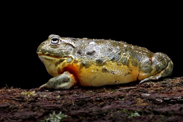 アフリカウシガエルのクローズアップ黒の背景を持つ木の上のアフリカウシガエル