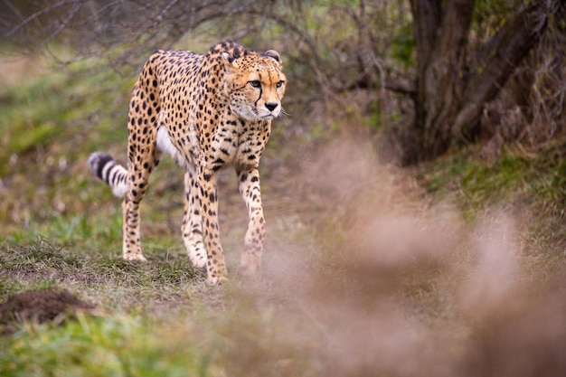 그의 자연 서식지에 있는 아프리카 치타, 아프리카 야생 고양이, 야생 동물, 지구상에서 가장 빠른 고양이