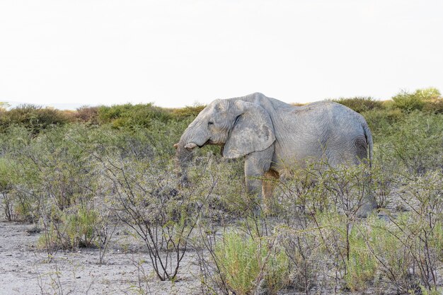 African elephant eating acacia tree in Etosha National park, Namibia.