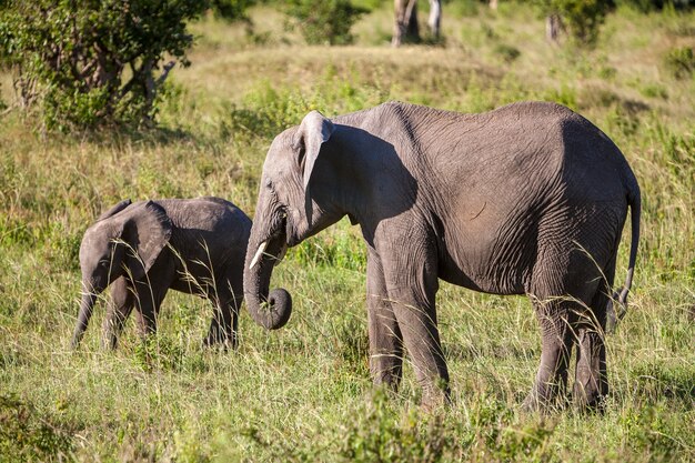 사바나에서 산책하는 아프리카 코끼리 가족