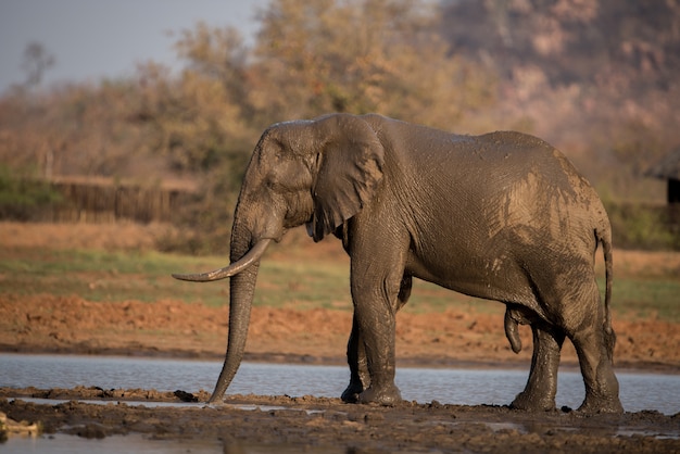 호수에 목욕하는 아프리카 코끼리
