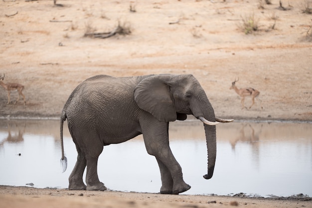 Африканский слон гуляет по берегу озера