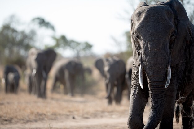 африканский слон гуляет со стадом