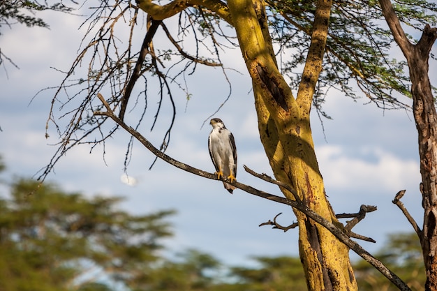 African Fish Eagle on a tree, Kenya