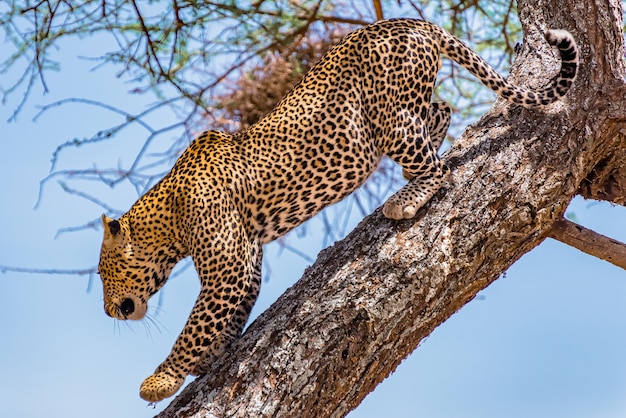 Free photo african leopard climbing coming down the tree during daytime