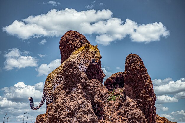 African leopard climbing a rocky cliff under a cloudy sky