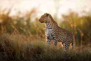 Foto gratuita posa della femmina del leopardo africano nella bella luce della sera