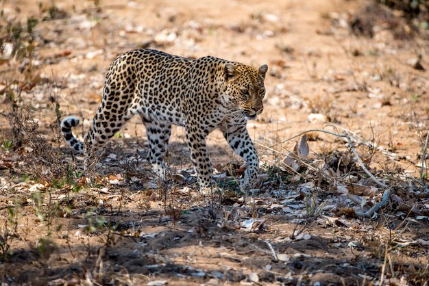 Африканский леопард готовится к охоте на добычу в поле под солнечным светом