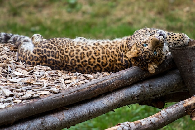 Бесплатное фото Африканский леопард отдыхает в джунглях и рассматривает окрестности