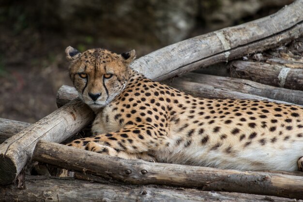 African leopard resting in a jungle and observing the surroundings