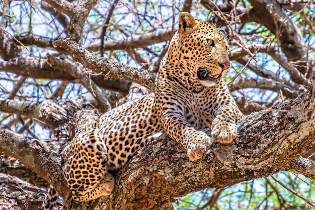 Африканский леопард сидит на дереве и смотрит в джунгли