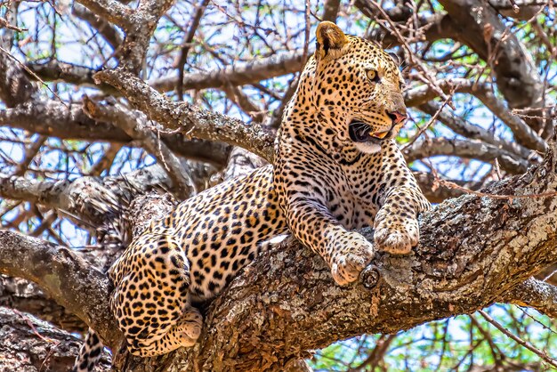 ジャングルの中を見回す木の上に座っているアフリカヒョウ