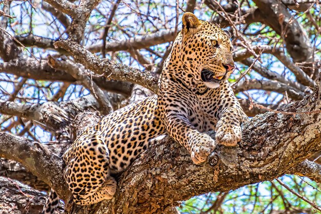 Африканский леопард сидит на дереве и смотрит в джунгли